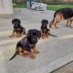 German Shepard, Bavarian Cross Puppies For Sale