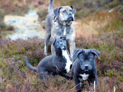 Presa Canario Puppies in Co. Dublin