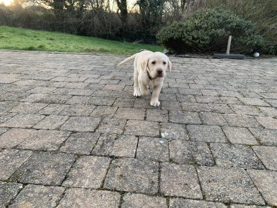 Golden Labrador Puppies in Kinvara