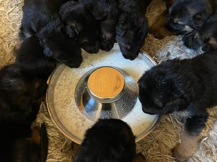 German Shepard puppies for sale IKC Vacs Wormed