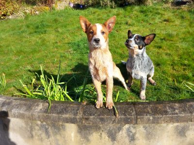 Australian Cattle Dog Pup for Sale in Letterkenny
