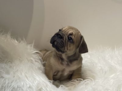 IKC French Bulldog Puppies in Mayo – USA Bloodline