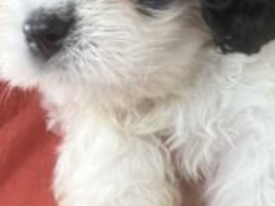 Cavachon Puppies for Sale in Nenagh – Unique Fur