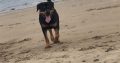 Beautiful Full IKC registered Rottweiler male