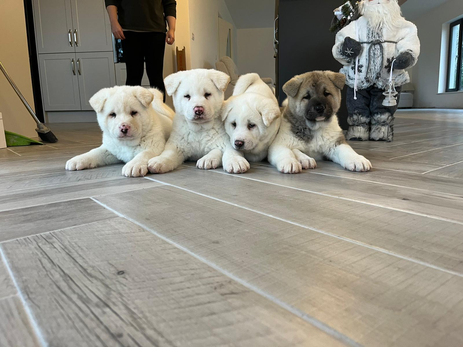 Four Beautiful American Akitas - Dogs For Sale Ireland