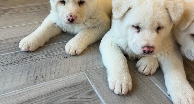 Four Beautiful American Akitas - Dogs For Sale Ireland