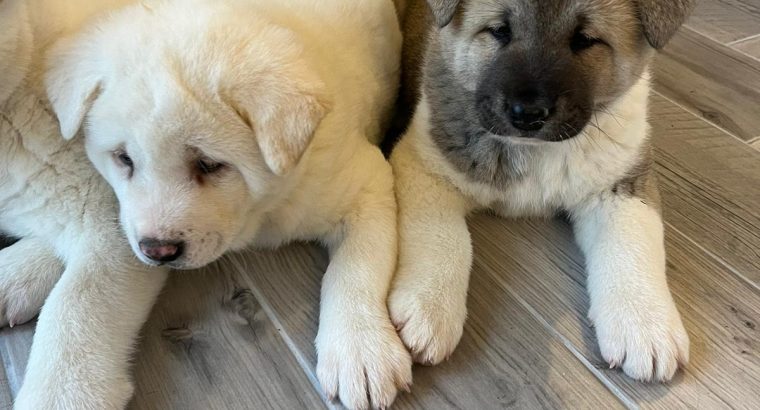 Four Beautiful American Akitas - Dogs For Sale Ireland