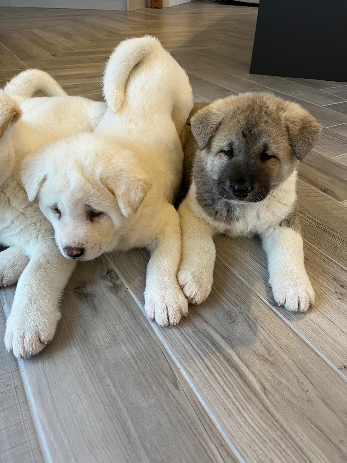 Four Beautiful American Akitas - Dogs For Sale Ireland