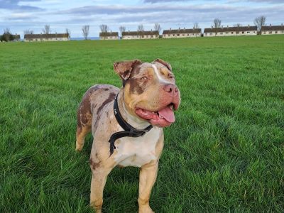 XL American Bully Puppy in Balbriggan – IKC Registered