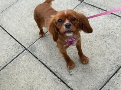 Cavapoo Puppy for Sale in Letterkenny – Family Friendly