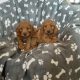 Miniature Cockapoo puppies