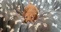 Miniature Cockapoo puppies