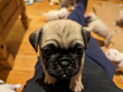 Playful Pug Puppies in New Ross – Vaccinated!