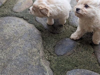 Cavachon Puppies in Belmullet – IKC Registered