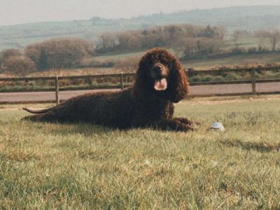 Irish Water Spaniel Puppies in Cork – IKC Registered
