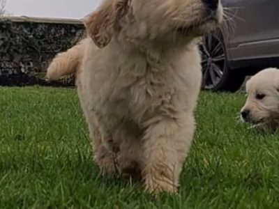 Golden Retriever Puppies in Balla – IKC Registered
