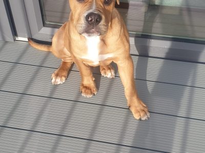 English Bulldog Puppies in Lucan – IKC Registered