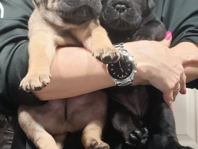 Cane Corso Puppies for Sale in Carlow