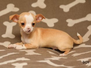 Cute Chihuahua x Yorkie pups