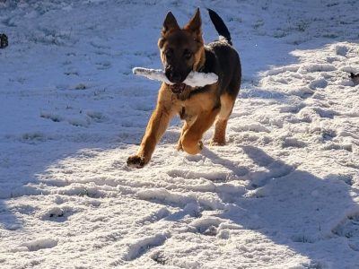 Brown German Shepherd in Sligo – Energetic Puppy
