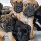 Purebred Cane Corso puppies