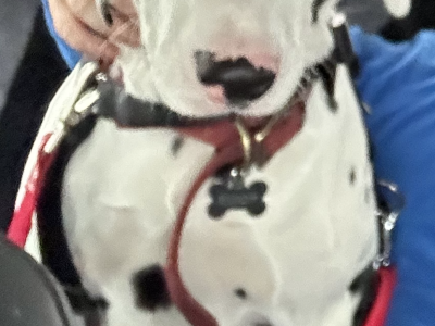 Dalmatian Puppies for Sale in Killarney