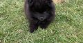 Male black pomerian puppy for sale