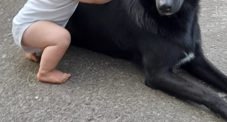 Oscar, collie x retriever