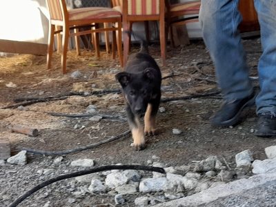 Dutch Shepherd X Malinois Pups in Limerick