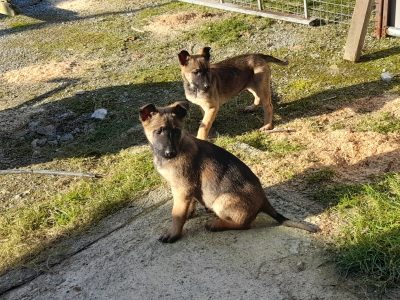 Dutch Shepherd X Malinois pups