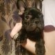 5 beautiful French Bulldog puppies for sale.