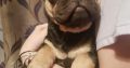 5 beautiful French Bulldog puppies for sale.