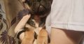 5 beautiful French Bulldog puppies for sale.