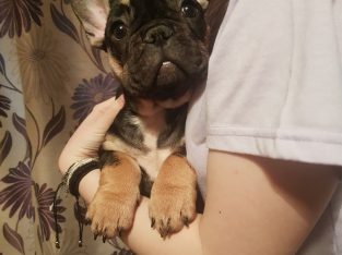4 beautiful French Bulldog puppies for sale.
