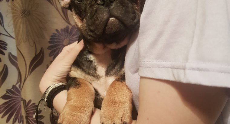 5 beautiful French Bulldog puppies for sale.
