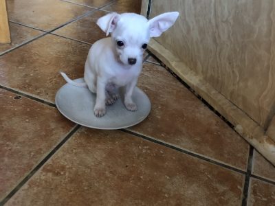 Snow White Chihuahua in Swords – IKC Registered