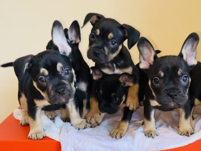 French Bulldog Puppies for Sale in Dublin