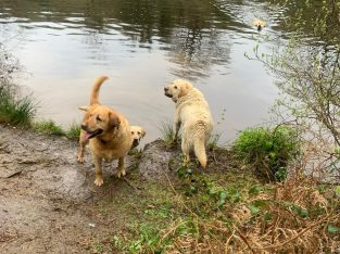 Labrador free to good home