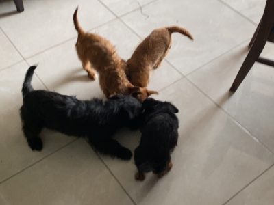 Jackapoo Puppies for Sale in Ardagh