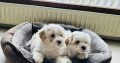 Shipoo puppies for sale