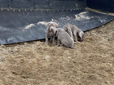 Weimaraner Puppies for Sale in Limerick