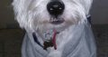West Highand terrier