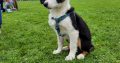 Sheepdog Kelpie Pups for sale 9 weeks old