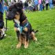 Sheepdog Kelpie Pups for sale 9 weeks old