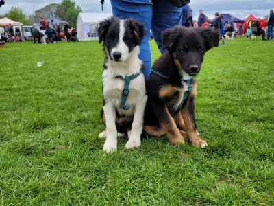 Kelpie Puppies for Sale in Tipperary