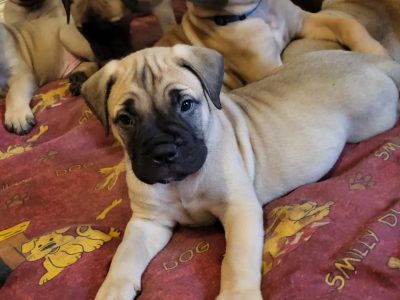 Fawn Bullmastiff Puppies for Sale in Dublin