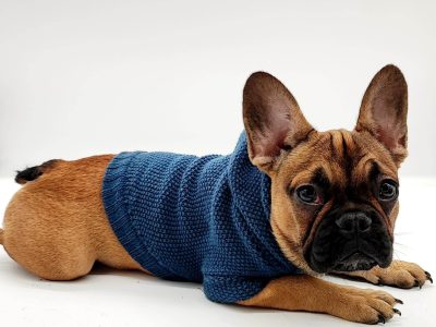 French Bulldog Puppies in Clondalkin – IKC Registered