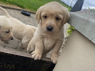 Labrador Puppies for Sale in Monaghan