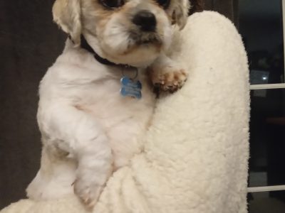 Shih Tzu for Rehome in Monaghan – Friendly Pup