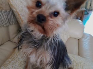 IKC Yorkshire terrier male